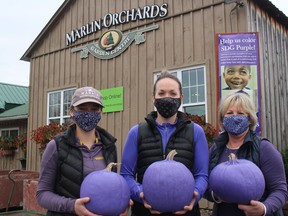 With purple pumpkins are Marlin Orchards' (from left) Rebecca Oeggerli, Alex Winters and Diane Lunan. Photo  on Tuesday, October 27, 2020, in Summerstown, Ont. Todd Hambleton/Cornwall Standard-Freeholder/Postmedia Network