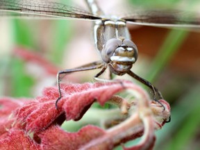 A Didymops transvera, stream cruiser dragonfly, perches on a plant with red leaves in a midwestern United States of America forest in this macro photo. The St. Lawrence River Institute named a new boat after Macromia, one of the same genus of dragonfly as this one.

Not Released