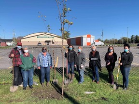 Handout/Cornwall Standard-Freeholder/Postmedia Network
SNC staff and members of the Chesterville Green Gang, planting caliper Sugar Maple trees near the Chesterville Arena earlier this month.

Handout Not For Resale