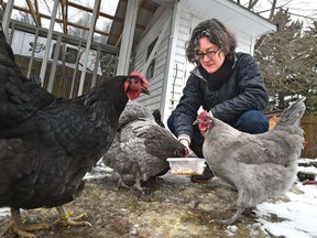 Margaret Fisher feeds her Orpington hens in Edmonton on March 3, 2016. Fisher was part of Edmonton's chicken pilot project. Ed Kaiser/Postmedia Network