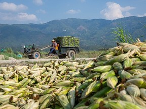 Myanmar farmers have been dumping corn and other foods near Muse, a town on the Myanmar-China border, after delays getting across the border into China, caused by COVID-19 coronavirus restrictions, mean they were unable to sell their produce in time. (Photo by Phyo Maung Maung / AFP)