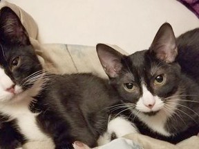 Keanu, left, and Ranger, right, are available at the Hanna SPCA for adoption. SPCA photo