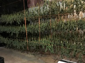 Drying cannabis seized by Ontario Provincial Police from a property northeast of Battersea. (Supplied Photo)