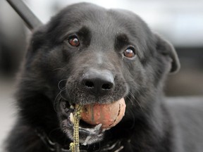 Police canine Zeus at Kingston Police Headquarters in Kingston in July 2017. (Steph Crosier/The Whig-Standard)