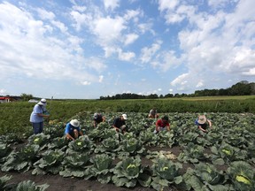 Volunteers harvest vegetables at the Robinson Community Gardens in Kingston on Aug. 8. The gardens provide free fresh produce for multiple food programs in the Kingston region. (Meghan Balogh/The Whig-Standard)