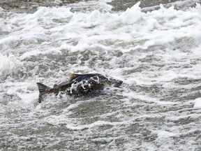 Spawning salmon leap up the rapids below the falls at Springside Park in the Napanee River in Napanee on Tuesday, Oct. 13, 2020. Meghan Balogh/The Kingston Whig-Standard/Postmedia Network