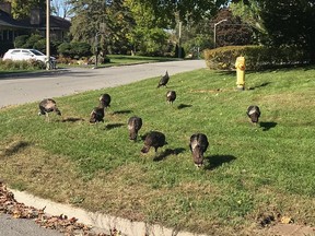 Gladys the eastern wild turkey hen scans the area carefully while her eight poults in front of her feed off a neighbour's lawn. (Patrick Kennedy/For The Whig-Standard)