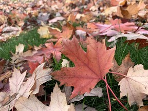 The city's leaf collection begins on Nov. 2 in Kingston. (Elliot Ferguson/The Whig-Standard)