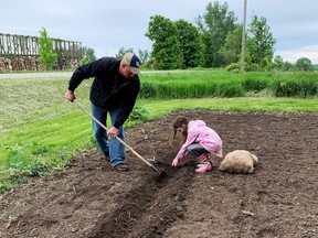 Not to be stopped by COVID-19 pandemic, dad Ronnie Dunster helps daughter and Cloverbud MarLee Learn to Do by Doing as they get out and get the spring planting taken care of. Although over for the season, Leeds 4-H is ready and raring to go for 2021 with or without the pandemic.  
Supplied by Brenda Dunster, Leeds County 4-H