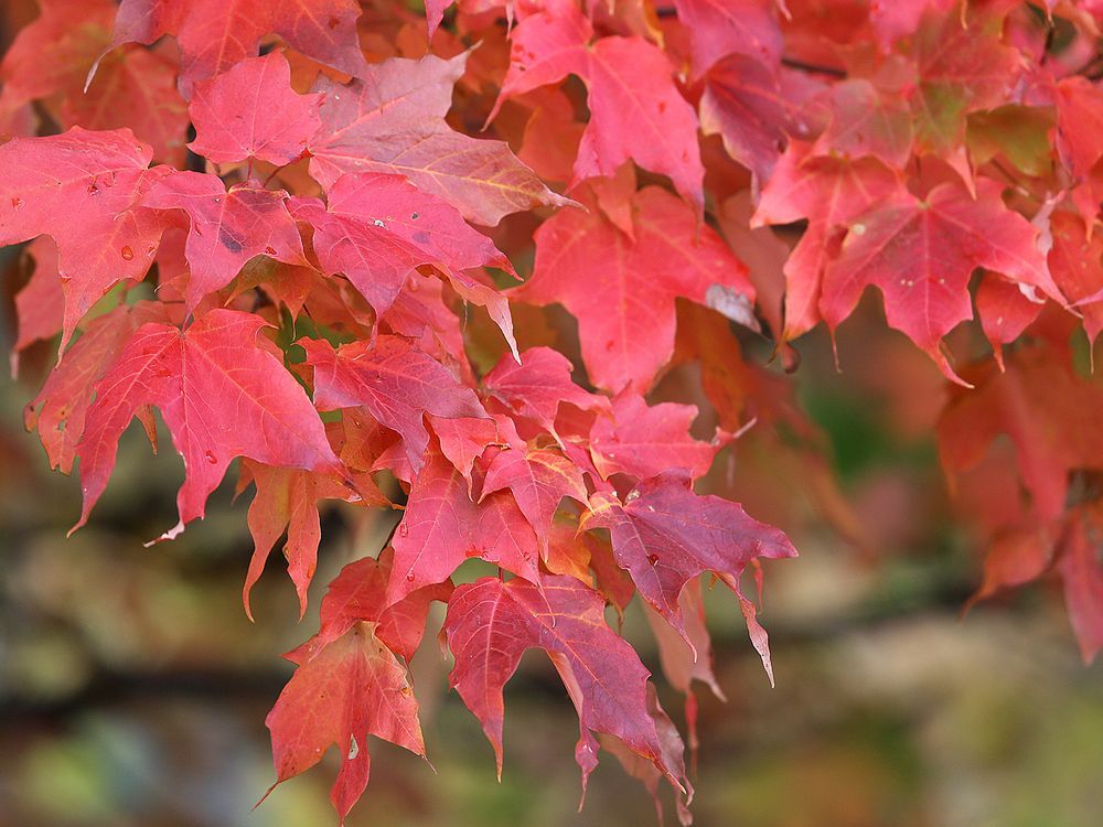 cooper-why-leaves-change-colour-in-the-fall-the-stratford-beacon-herald
