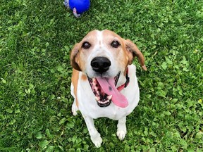 Johnny, a 10-year-old walker hound, is back up for adoption at All Heart Pet Rescue in Powassan. Johnny was adopted from All Heart in 2013 and returned a few weeks ago. 
Submitted Photo