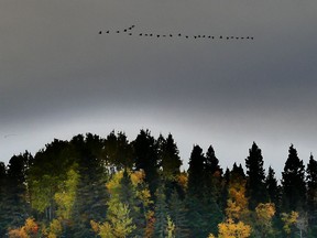 The fall migration of birds in the Upper Ottawa Valley continues with most of the activity taking place on our lakes and in our fields.  Chantale Ouellet  /  Getty Images

Not Released (NR)