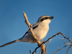 A Northern Shrike (lanius excubitor) sitting on a branch against a bright blue sky. Getty Images

Not Released
