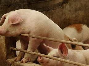 Pigs are seen on a farm at a village in Changtu county, Liaoning province, China in this file photo.
 REUTERS/Ryan Woo/File Photo ORG XMIT: FW1

NARCH/NARCH30