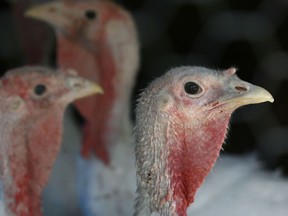 Despite pandemic gathering restrictions set to hamper large Thanksgiving bashes, farmers are "cautiously optimistic" families will still gobble up turkeys this year, albeit smaller ones. File photo/Postmedia Network