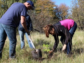 Volunteer Francois Khan, left, and Elizabeth Soltis of Climate Action Sarnia-Lambton plant a tree in Mike Weir Park on Saturday October 17, 2020 in Bright's Grove, Ont. Terry Bridge/Sarnia Observer/Postmedia Network