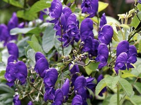 Monkshood in Kent, England (Photo: Wickimedia Commons)