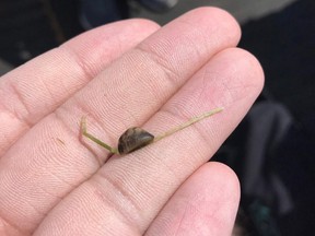 Zebra mussels are an invasive, fingernail-sized mollusk named for their dark, zig-zagged stripes.