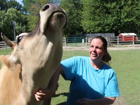 Shannon Jacques, an attendant at the Children's Animal Farm in Sarnia, pets Lillie the cow in August. A contract for the Sarnia and District Humane Society to run the farm was recently renewed by Sarnia city council.