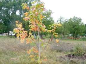 A newly-planted Sugar Maple tree. Gardening expert John DeGroot makes note of the "generous-sized hole and the generous helping of wood chip mulch." John DeGroot photo