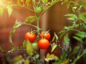 Nearly 90 per cent of home food gardeners grow tomatoes, according to the AAL study -- making it the most popular crop by far. GETTY IMAGES