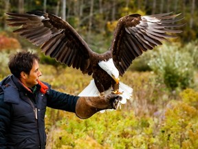 Comedian Jonny Harris, host of the CBC comedy program Still Standing, dropped by The Canadian Raptor Conservancy on Front Road last fall during filming of an episode featuring the hamlet of Vittoria and surrounding area. That episode airs on CBC TV next Tuesday night. – CBC photo
