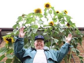 Victor Butkevich, of Chelmsford, Ont., is dwarfed by his Mammoth Russian Sunflowers her planted in the spring. Some of the sunflowers have grown higher than his rooftop.