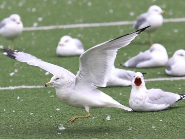 Seagulls congregate on the artificial turf at James Jerome Sports Complex on Tuesday.