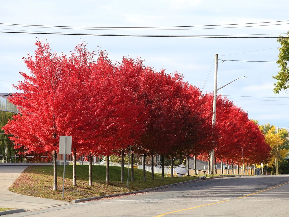 Things to do in Sudbury, Oct. 11 to Oct. 15 | Sudbury Star