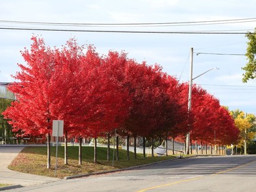 A row of colourful trees line the street on Sixth Avenue in Lively. John Lappa/Sudbury Star