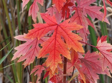 Radiant red foliage stands out among green vegetation on the shoreline of Ramsey Lake in Sudbury, Ont. on Friday October 9, 2020. John Lappa/Sudbury Star/Postmedia Network