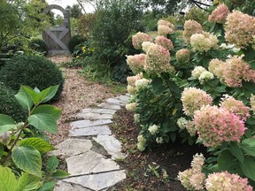 Mark and Ben Cullen advise that when it comes to pruning and hydrangea, it's best to leave them all standing over the winter. Supplied photo