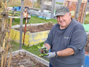 Henri Picard thins out radish plants for a late-October harvest at the Minnow Lake Community Garden on Wednesday. Jim Moodie/Sudbury Star