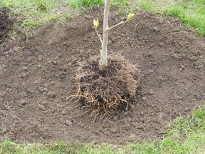 It just so happens that this is a great time of year to plant a deciduous tree. Supplied