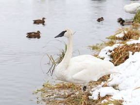 A swan rests on a snowy shoreline at Fielding Memorial Park in Greater Sudbury, Ont. on Monday October 26, 2020.