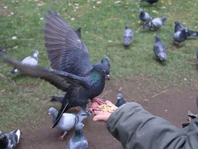 Mattawa council has drafted a bylaw that will fine people caught feeding pigeons on private and municipal property $250.