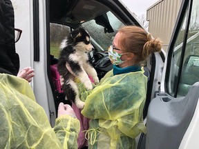 Members of the United by Animals collective help in a recent transfer of dogs and puppies from remote communities to animal centres in the more central and southern parts of Ontario. Supplied