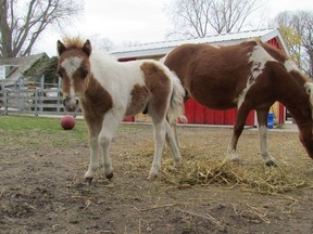 A miniature horse grazes next to its mother at the Children's Animal Farm in Sarnia's Canatara Park in this file photograph from 2016. File photo/Postmedia Network