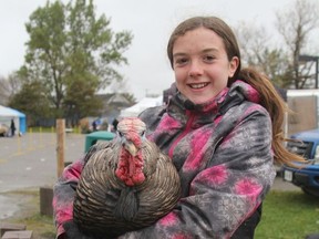 Sara Bradley-Giroux, with Crazy Acres Farm in Iroquois Falls, holds up the turkey that was penned and on display during the Mountjoy Farmers' Market on Saturday. While most farm-raised turkeys end up as the centrepiece of a holiday dinner, this one lucked out and has become a family pet.

RON GRECH/The Daily Press