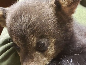 An abandoned cub that was picked up on Dwyer Street in Schumacher in the spring of 2019 and taken to be cared for at a bear habitat was released back into the wild near Matachewan earlier this week. The Timmins Police Service picked up the cub back in May 2019 after responding to a report of an animal in distress. The cub weighed five pounds at the time, It was subsequently brought to the Bear With Us habitat facility located in the Muskokas. The bear was given the name "Dwight" due to an error in communication stemming from Dwyer Street being misunderstood as the animal's name. According to TPS, Dwight had matured into a 150-pound yearling when he was released this week.

Supplied