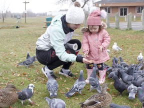 Samantha Halliday along with her daughter Luna, 2, were feeding the ducks and pigeons at Gillies Lake on Monday afternoon. In addition to any birds taking flight, residents are likely to see the air feathered with occasional flurries as temperatures are expected to hover just above the freezing point the next couple of days.

RICHA BHOSALE/The Daily Press