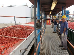 A file photograph from 2018 shows the tomato harvest and processing at the Conagra plant in Dresden. The plant's manager says the facility processed a record number of tonnes this past season, despite COVID-19 protocols and restrictions. File photo/Postmedia Network