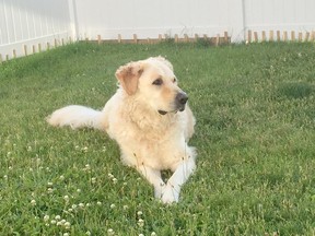 A golden retriever mix sits with contentment in a backyard. West Elgin council has approved a draft animal control bylaw with teeth to deal with dangerous and potentially dangerous dogs. Postmedia Network