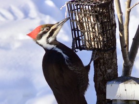 Fortunately some of our favourite birds resist the urge to migrate. This pileated woodpecker is a most welcomed winter visitor.