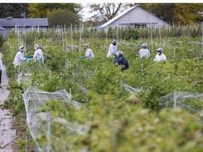 Workers harvest marijuana at Weed MD's 11-hectare farm near Mt. Brydges, Ont. on Wednesday October 7, 2020. Nearly 19,000 plants will be harvested during the next few weeks. Derek Ruttan/The London Free Press