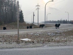 Five bulls were on the loose along Highway 43 near the casino last week.