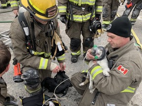 Firefighter Mark Muldoon provides oxygen to a cat that was rescued Monday from a burning apartment building on King Street, off Notre Dame Avenue.
