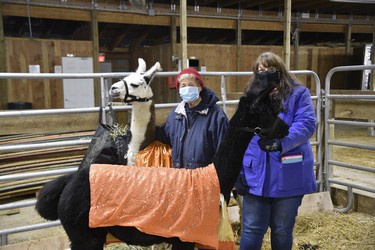 Monica Veit (left) and Nancy Gates, with llama Sherry and alpaca Wooletta, from Sonny’s Llama Farm in Delhi, entertained kids on Saturday at the “Boos in the Barn” event held at the Woodstock Fairgrounds for Halloween. Veit said they usually attend the Woodstock Fair, and were happy to bring their animals this weekend. (Kathleen Saylors/Woodstock Sentinel-Review)