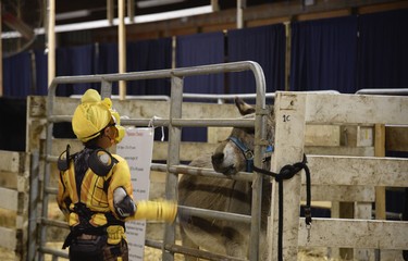 Things were spooky at the Woodstock Fairgrounds on Saturday for the agricultural society’s “Boos in the Barn” Halloween event. Kids were invited to walk through the barn, wearing their costumes and make, to visit with the animals, including llamas, donkeys, chicken, cows and pigs.  (Kathleen Saylors/Woodstock Sentinel-Review)