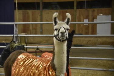 Sherry the llama was dressed for Halloween in a sparkly orange blanket  while seeing kids in their costumes at the “Boos in the Barn” event. (Kathleen Saylors/Woodstock Sentinel-Review)